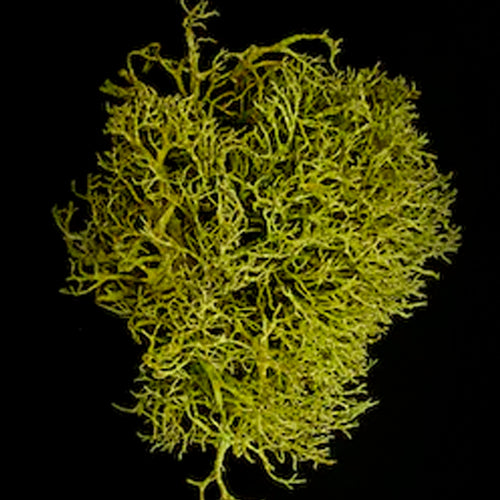 Vitamin D3 <br>(from Lichen)