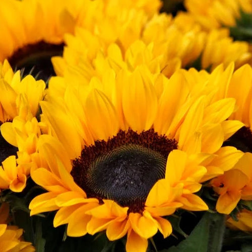 Vitamin E <br>(as D-AlphaTocopheryl, from Sunflower Seed)