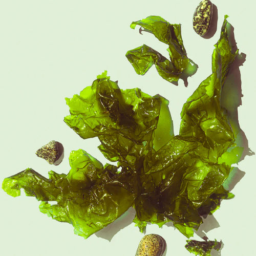 Calcium <br>(as Calcium Carbonate from Seaweed)